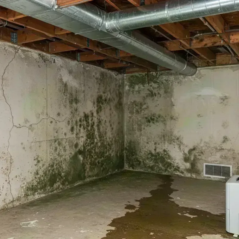 Professional Mold Removal in Lincoln, IL